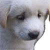 :sad_dog: :sad_dog: