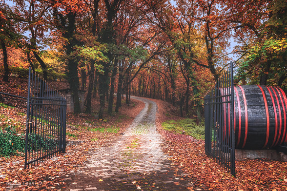 Entrance to the autumn forest through the metal gate one November late afternoon. Autumn colors are warm and beautiful and everything looks so nice and mystical. I wonder what's inside the forest. Topola, Central Serbia. From the Autumn Colors Collection