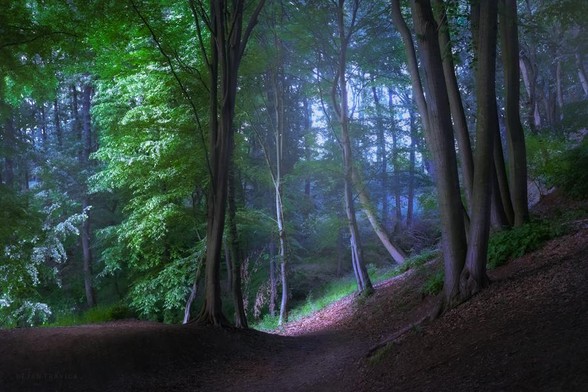 This shot was taken one late afternoon at the end of May while I was walking in nature near one small lake. The lake was more or less surrounded by forest on all sides and I decided to walk along one side where the forest was the densest. A narrow path led through the woods and meandered like a great snake. After a while, I came across this fantastic scene that immediately fascinated me so I took a shot. Right in front of me in the shadows, high trees stood proudly on both sides while the sun's rays were breaking through the leafy green branches from one side. Deeper In the forest, a bluish mist could be seen, which added a special mystique to all of that. Everything looked so dreamy and enchanting. I wondered what awaited me next, and I continued on my way in the hope that I would take another nice shot.

One May day in Sumadija, Central Serbia. From the Forests and Groves collection.