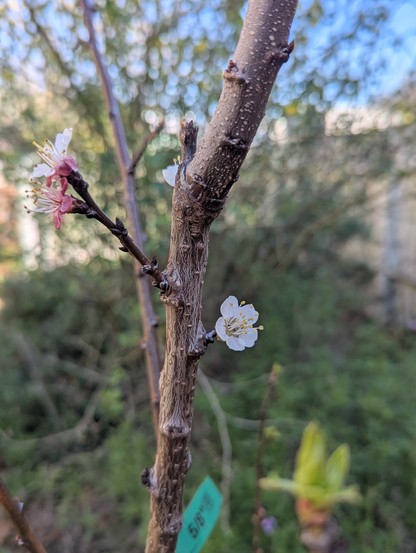 Apricot tree with lots of buds, a few leaves, and several open flowers.