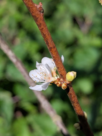 Plum blossom