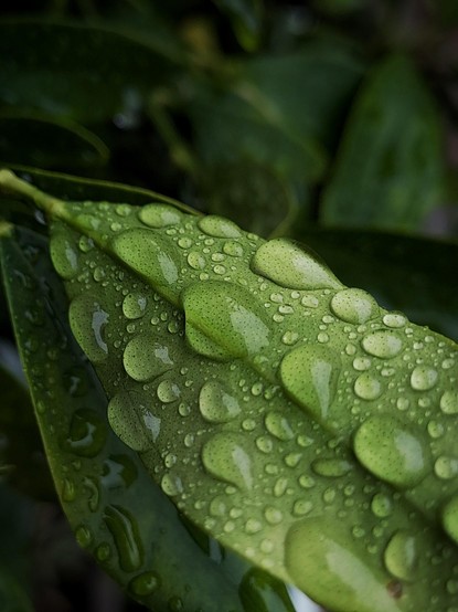 a leaf with a few raindrops on it - taken with my A33