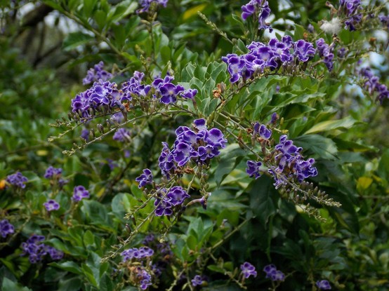 a photo of a bunch of flowers (that I forgot the species of) - taken with my Coolpix L810
