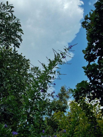 a photo of some flowery plants with some trees and other plants in the foreground, as well as the backgroud, coupled with some fluffy clouds - taken with my Coolpix L810