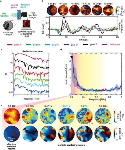 Terahertz microscopy through complex media