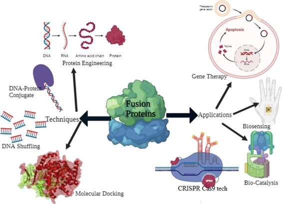 Fusion of enzymatic proteins: Enhancing biological activities and facilitating biological modifications