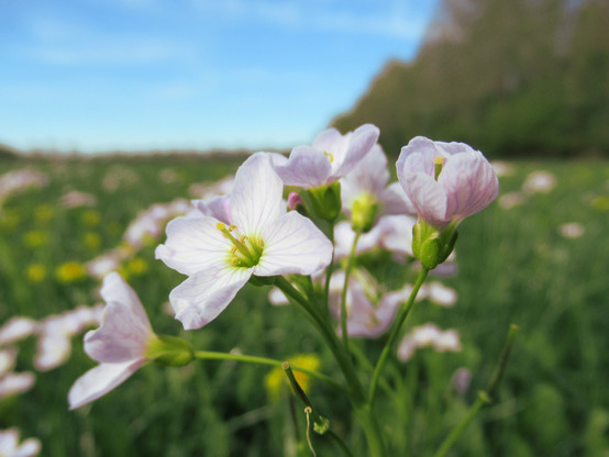 Blühendes Wiesenschaumkraut aus der Nähe