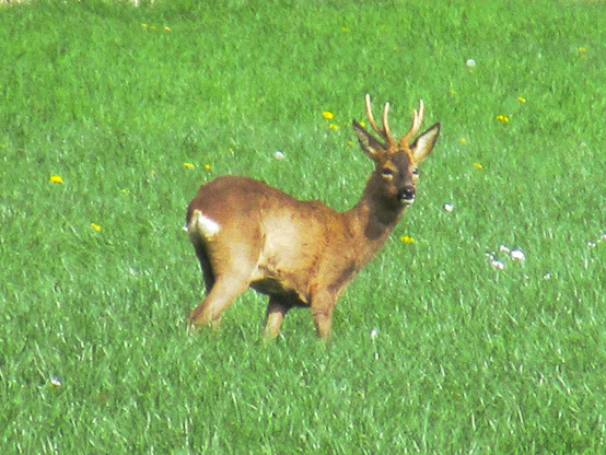 Rehbock auf einer Wiese