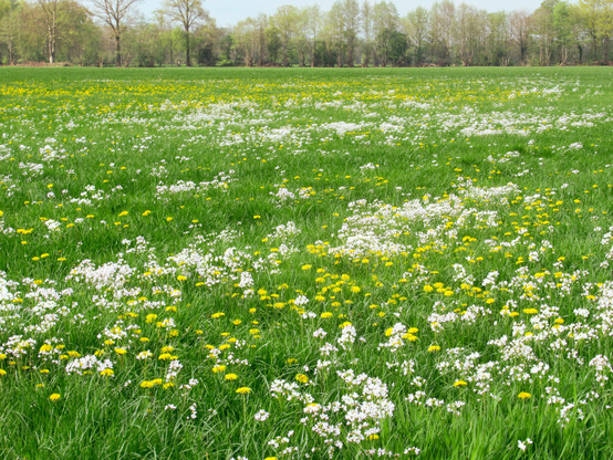 Wiesenschaumkraut und Löwenzahn auf einer Wiese