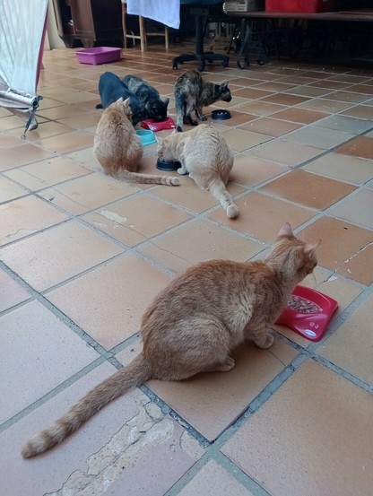 6 cats all in octo's household. 3 are orange tabbies and 3 are black and tortoiseshell. they are all eating wet food out of various bowls on a large brown tiel floor