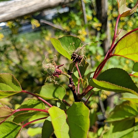 A photo showing tiny apricots starting to grow. There is a small fuzzy green fruit growing within what's left of the dead blossom parts.