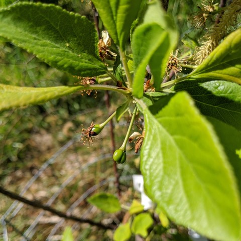 A photo showing a couple of small shiny plum fruits starting to grow. It's possible they are not pollinated but fruit tend to grow fast during cell division if they are pollinated otherwise they grow slow and then fall off.