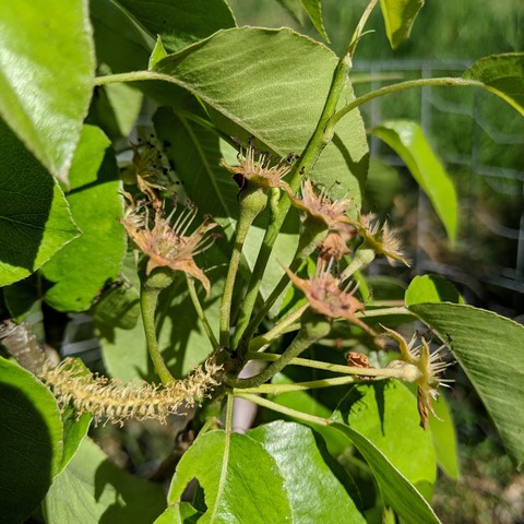 A photo showing fruit starting to grow after pollination on a Comice pear tree. The fruit grows sorta behind where the flower was. There are hybrid aus willow catkins hanging on the tree.