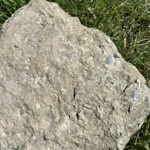Fossil rich chunk of limestone on a bed of grass