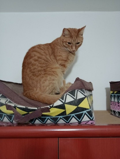 one of octo's orange tabbies sitting regally and comfortably on a cat bed atop a cabinet