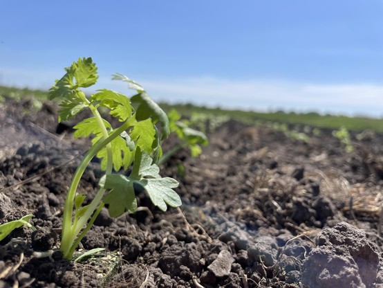 A close-up at ground level of a small Celeriac plant, the first in a long row in otherwise dark earth