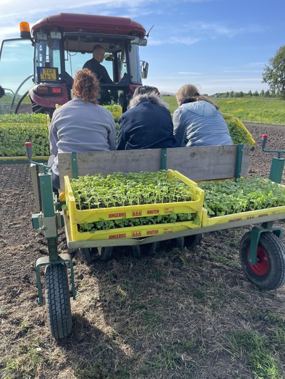 Three fellow communal farmers on the mechanised planter on the back of the tractor. A number of crates with little plant shoots are stacked around them. The farmer on the red tractor is looking over his shoulder with a look of “everyone ready?”