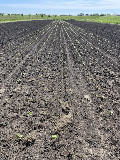 Work done! Four beds of each three rows of light green little celeriac plants in a larger earth coloured field