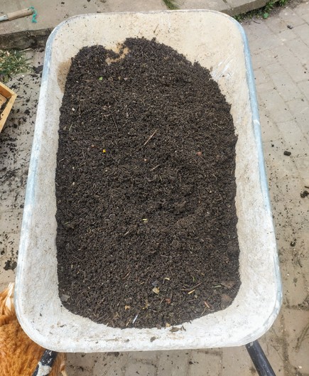 A photo of the wheelbarrow with the frame removed, showing a good volume of freshly-sieved compost.

A chicken is visible in the bottom left of the photo.