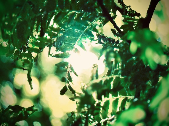 A strong, yellow-white light shines through bright green tree leaves scattered throughout the frame.