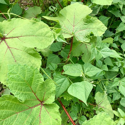 Nkruma Tenten okra with Tepary beans growing symbiotically