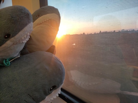 A Blåhaj cuddly shark with on their back two Smolhaj cuddly sharks looking out of a train window at a sunset. One of the Smolhaj has a key cord with a Dutch OV chipkaart around their neck...

great day, shonks! And cool you already take the other Blåhaj home!