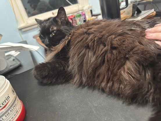 A fluffy black and brown cat is lounging on a dark surface, with a hand gently resting on its back. Nearby, there are various items including a container labeled "healing cream" and some papers. A window is visible in the background.
