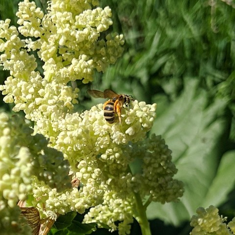 A small bee on rhubarb flowers. It is black and yellow, a bit furry, and has pollen stuck to various parts of itself. The legs are light colored or yellow/tan.  The wings are dark and translucent. It is facing up and to the right away from the camera.