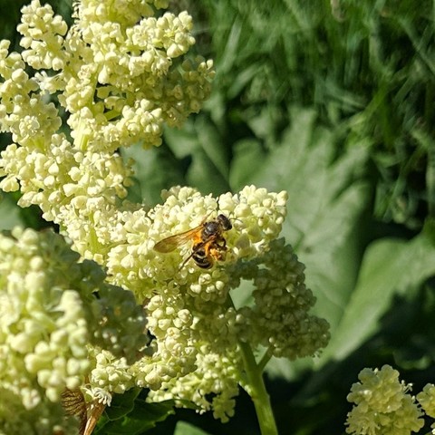 A small bee on rhubarb flowers. It is black and yellow, a bit furry, and has pollen stuck to various parts of itself. The legs are light colored or yellow/tan.  The wings are dark and translucent. It is facing up and to the right.