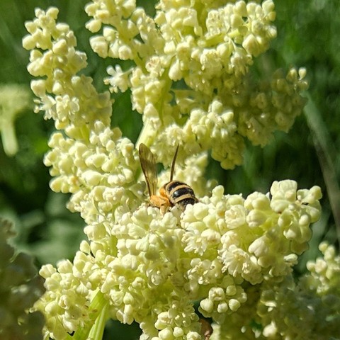 A small bee on rhubarb flowers. It is black and yellow, a bit furry, and has pollen stuck to various parts of itself. The legs are light colored or yellow/tan.  The wings are dark and translucent. It is facing away from the camera on top of the flowers and to the left slightly. It's wings are sticking up