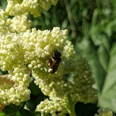 A small bee on rhubarb flowers. It is in the shadow of the flowers facing up, left side to the camera.