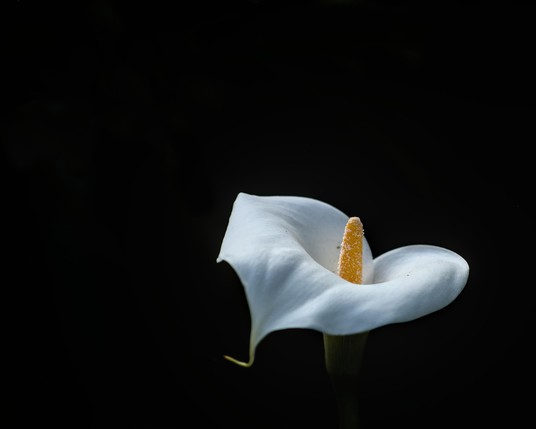 A white Calla lily against a dark background