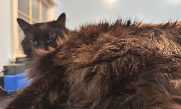 A fluffy brown cat lying down, partially obscured, with some of its fur covering its face. Soft lighting and a background with a window are visible.