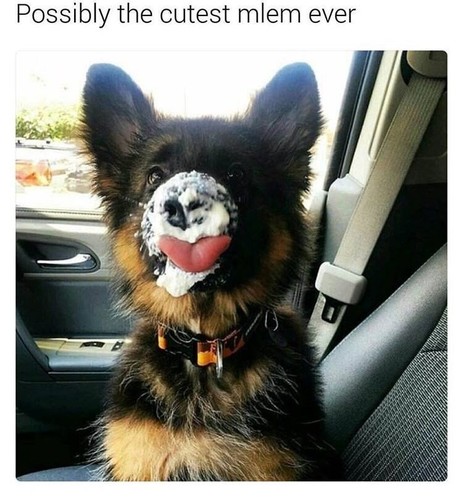 "Possibly the cutest mlem ever."

Young shepherd dog, sitting in a car, just had a taste of icecream (probably...) and has the snout covered in white cream and a large tongue coming out...