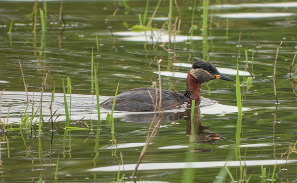 Un grèbe jougris qui nage dans l'eau d'un étang au milieu des petites herbes. L'oiseau aquatique a un plumage brun et rouille, avec une calotte noire et des joues grises. Sa tête, posée sur un cou moyen, est légèrement allongée et se termine par un long bec pointu noir avec une base jaune