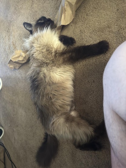 A fluffy cat lies on its back on a carpet, surrounded by crumpled paper. Only part of a person's leg is visible in the foreground.