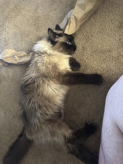A fluffy cat lies on a carpet, playfully entangled with crumpled paper. A person's leg is partially visible in the lower corner of the image.