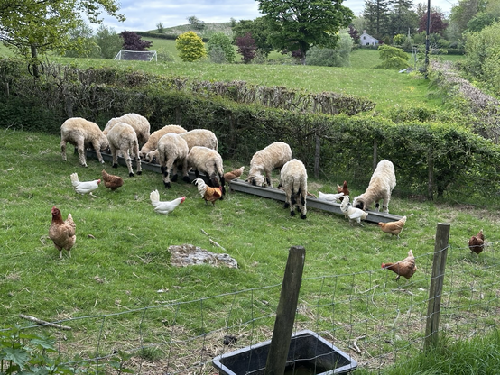 Some sheep eating from metal troughs. There are chickens around them.