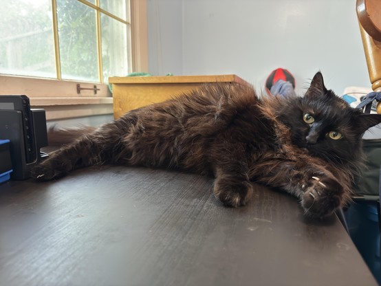 Picture of my black cat Penguin lying on a table with her left paw outstretched, claws out
