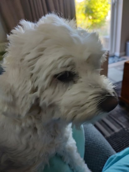 A photo of a fluffy white dog sitting on a couch with a glass patio door in the background. She is looking side on at the camera.