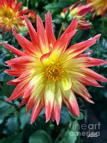 Yellow Orange Tipped Dahlias