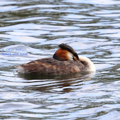 A Great Crested Grebe (Podiceps cristatus). The bird, on the surface of a small lake, is facing towards the right side of the image. He or she is snoozing, so the longish neck is doubled back, allowing the head to rest on the bird’s back. The longish, pointed beak is tucked into the bird’s feathers, while the dark red eye (with black pupils) is closed. Fully visible however is the well-developed crest of black feathers on top of the head, and the ruff of feathers (orange at the base, turning to black) around the neck. The side of the face is white, as is the front of the neck. The upper parts of the bird’s body (the underparts are below the water-line) are brownish.