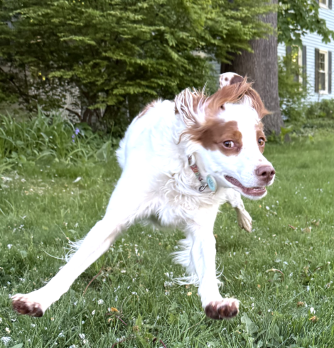 Sammy, my dog, chasing a bunny. The bunny won.