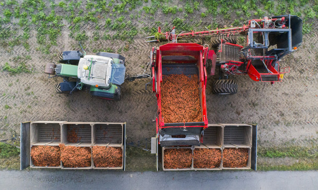 Ein Landwirt erntet Bio-Möhren auf einem Feld. © Julian Stratenschulte/dpa Foto: Julian Stratenschulte