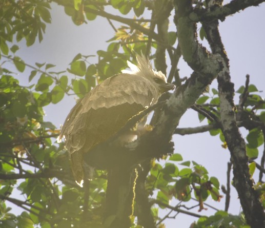 On a cloudless blue day, the sun is shining through the branches and straight through the lifted crest of a baby Harpy Eagle, the National Bird of Panama. The chick is a very large hunched-looking borb with a white crest and face, dark eyes, and an already strongly hooked eagle's bill. Darien, Panama. Photo by Peachfront. April 2025.