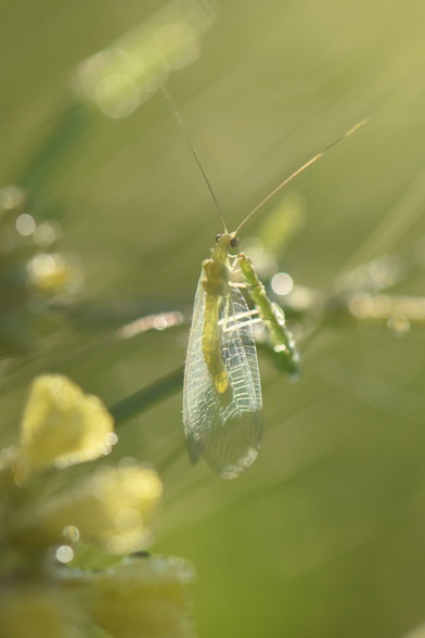A small green lacewing sits on a stalk of grass. Sunlight is shining through the wings and illuminates the fine pattern of veins in the wings.

In the background and out of focus are flowers and other grass stalks. The blurry outlines seem to form lines that run diagonally from bottom left to top right. 

Colours are all shades of green and yellow except for the bright white of the veins in the wings.