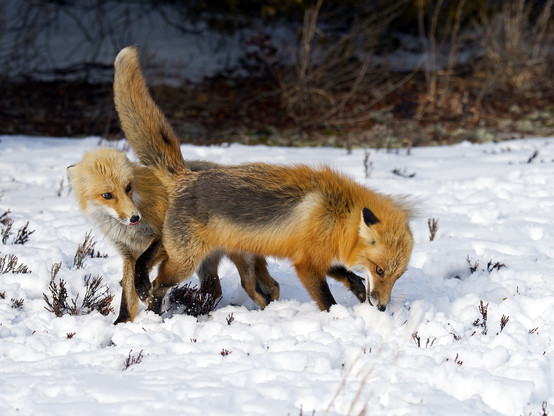 Picture of a Fox