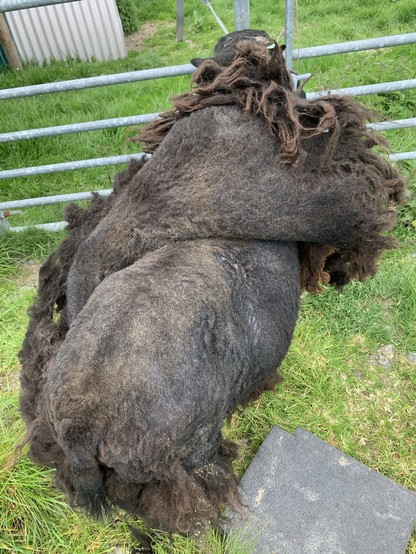 A black sheep with his wool peeled off starting at the tail end