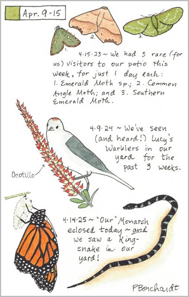My 2025 Perpetual Journal watercolor and pen art of a Monarch Butterfly newly emerged from its chrysalis and a Kingsnake; my 2024 Perpetual Journal watercolor and pen art of a Lucy's Warbler sitting on a blooming Ocotillo; & my 2023 Perpetual Journal watercolor and pen art of 2 Emerald Moths and a Common Angle Moth, all in Tucson, AZ.