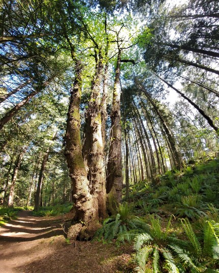 A low-angle shot in a forest setting. The perspective is looking upwards from a dirt path, revealing a dense canopy of tall trees filtering sunlight. A cluster of three thick-trunked big leaf maple trees covered in moss and ivy dominates the center view. Ferns grow along the slope. The sky is partially visible through the treetops.